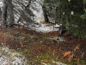 Atz Lee Kilcher Instagram - I present to you Autumn in Alaska. 
#shegone #fast #winterfall #bringiton