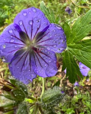 Atz Lee Kilcher Instagram - Alaskan wild flowers, some of the best people I know. 

#flowersforthewin
