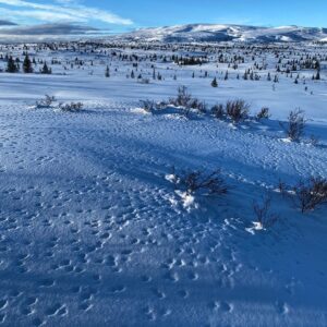 Atz Lee Kilcher Instagram - Ptarmigan making tracks. 
#Alaskastatebird #art #dinner
