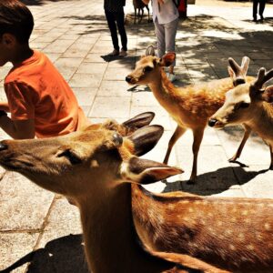 Audrey Marie Anderson Instagram - Warner was really getting into it. 
Nara Park.