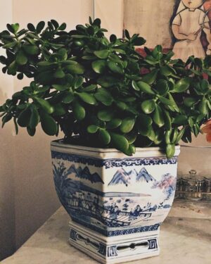 Audrey Marie Anderson Instagram - Almost twenty years ago I bought a tiny plant that struggled to survive on the windowsill of an industrial loft in the meat packing district of Manhattan. I had three roommates, all dudes, and according to Mark they were all scared of me. When I decided to pack up and drive west to Los Angeles I left my little plant in the window and never gave it another thought. Turns out Mark held on to my plant and he’s kept it with him all these years. It still resides in NY. 
I’m thankful for the little things. I’m thankful for the people who come in and out of my life and back around again. 
Happy Thanksgiving.