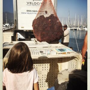 Audrey Marie Anderson Instagram - Sea Urchin. If you hang around long enough, like 2.5 hours, and watch them unload 6 boats, then they might let you take one home. Of course she found the “baby”. #uni