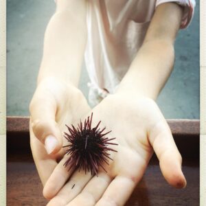 Audrey Marie Anderson Instagram - Sea Urchin. If you hang around long enough, like 2.5 hours, and watch them unload 6 boats, then they might let you take one home. Of course she found the “baby”. #uni