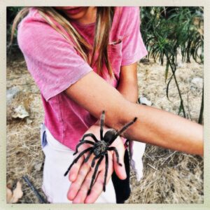 Audrey Marie Anderson Instagram - We’ve graduated to tarantulas.