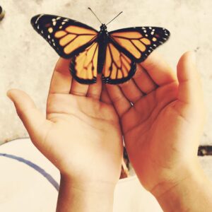 Audrey Marie Anderson Instagram - She found the caterpillar, made a home, insisted we buy a milkweed plant and then waited. #hatchandrelease