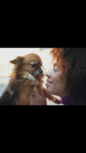 Aurélie Konaté Instagram - Ceux qui me connaissent savent l’amour que je porte aux animaux et à mes petites chiennes.
J’ai toujours acheté mes chiens et je ne l’ai jamais regretté car j’ai eu la chance de rencontrer de supers éleveuses qui font leur travail avec passion (@sophie.urien @isabelle.barreyre @chihuahuasdesminisboss )
Hier nous avons accueilli une petite nouvelle dans la famille, Laly, 5 ans qui a été abandonnée.
C’est la première fois que j’adopte et je remercie @stef.jarre d’avoir mis la @fondationbrigittebardot sur mon chemin.
Merci à Émilie et Céline du refuge de Bazoches sur Guyonne pour leur patience et leurs conseils @fbb_adoptions 
Ce n’est pas une démarche anodine et il faut énormément réfléchir avant de s’engager à prendre un animal.
Un animal n’est pas un objet que l’on jette lorsqu’il ne nous plaît plus.
Bienvenue dans la famille Konaté Laly 🫶🏽