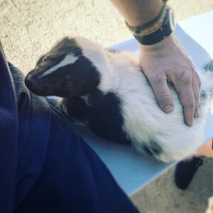 Austin Swift Instagram - -Smelly cat, smelly cat, it’s not your fault- (hanging with little bear at @animaltracksinc )