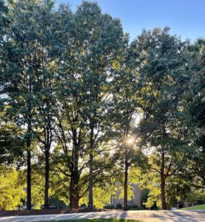 Ava Acres Instagram - Golden hour appreciation post🌞🌞