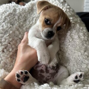 Avery Konrad Instagram - I proudly present MONTY 🐾