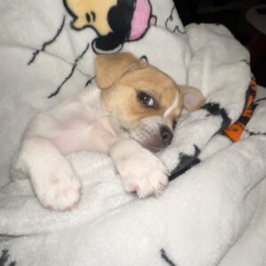 Avery Konrad Instagram - I proudly present MONTY 🐾