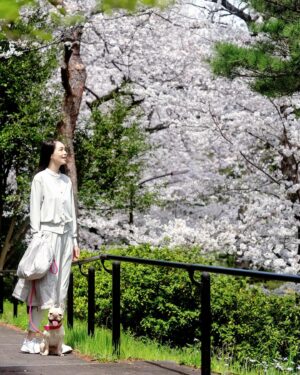 Ayako Kawahara Instagram - SAKURA
#tokyo #cherryblossom #spring #桜 #フレンチブルドッグ