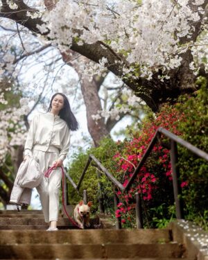 Ayako Kawahara Instagram - SAKURA
#tokyo #cherryblossom #spring #桜 #フレンチブルドッグ