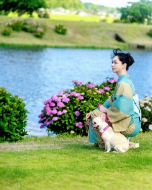 Ayako Kawahara Instagram - 紫陽花を観に行きました
#hortensia #chiba #frenchbulldog #多古町 #あじさい #フレンチブルドッグ #着物 #日常着物