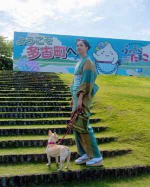 Ayako Kawahara Instagram - 紫陽花を観に行きました
#hortensia #chiba #frenchbulldog #多古町 #あじさい #フレンチブルドッグ #着物 #日常着物