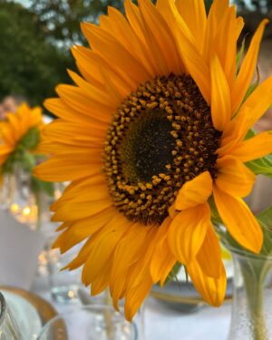 Ayfer Dönmez Instagram - 🌻🌻🌻