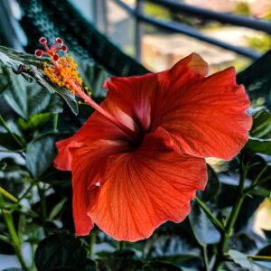 Ayisha Issa Instagram - The Flower & The Fly #life 
.
.
.
.
.
.
.
.
.
.
#flowers #hibiscus #garden #nature #photography #picoftheday #vancouver #summer #bloom #perennial #beautiful #morning