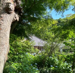 Ayumi Shigemori Instagram - ⭐︎
長男の（幼稚園の時の）ママ友と鎌倉へ。
明月院は紫陽花が綺麗でした💜

#鎌倉#明月院#あじさい寺
#ママ友#ずっと仲良くしてくれて#ありがとう
#ランチ#全て美味しかったです😋