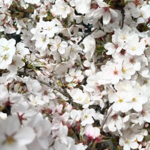 Ayumi Takano Instagram - Geçen Sarı günü Sabancı Üniversitesi’nin düzenlediği “Sakura Festivali Gala Etkinliği”nde sunuculuk yaptım 🌸
Bu etkinlikle elde edilen gelirin tamamı, Sabancı Üniversitesi’nin “Geleceğe Söz Ver” burs programına aktarıldı. 

Büyükelçimiz ve Başkonsolosumuz da katıldığı Türkiye ile Japonya arasındaki diplomatik ilişkilerin yüzüncü yılını kutladığımız bu anlamlı gecede görev aldığım için çok mutluyum. 

Sabancı üniversitesi kampüsünde 2000 e yakın Kiraz (Sakura) ağaçları var Japonya’daki baharı özlüyorum hep, bundan sonra artık buraya Sakuraları izlemeye geleceğim 🌸❤️

サバンジュ大学のチャリティイベントの司会をしてきました。この大学のキャンパスには、日本のコマツが寄贈した2000本近い桜の木が植えられています。お花見を兼ねて集まった方たちがこの大学で学ぶ学生さんのために奨学金を寄付しました。
学問を志す若い方たち1人でも多くがこの美しいキャンパスで学ぶ機会を得られますように🙏🏼

#sabancıüniversitesi #sakura #kirazçiçeği #etkinlik
