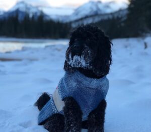 Azita Ghanizada Instagram - BANFF ❄️🪄

Magical winter wonderland ❄️
Icy lakes 🤍 snow hikes ✨hot springs 🌊 more snow ❄️ epic nature🗻stunning heritage hotel, snow doggy, dreamy dream dreams photo stream. 

#lakelouise #banff #geataway #fairmontbanffsprings #travel #snow #birthday