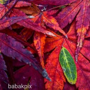 Babak Borzouyeh Instagram - حالِ خرابِ حضرتِ پاییز،مالِ من
شأنِ نزولِ سوره‌ی باران به‌نامِ تو
تنها نه من به مهرِ تو
آذر به جان شدم
دلتنگیِ دقایقِ آبان به نامِ تو...

#علیرضا_رنجبر
#پاییز #آذر #آبان #برگ #قرمز #زرد #نارنجی # خزان
@babakborzouyeh 
مدرس_عکاسی
#آموزش_عکاسی #آموزش_آنلاین #تور_عکاسی
#عکاسی_مستند_اجتماعی
#عکاسی_سینما
#عکاسی_تئاتر
#عکاسی_خبری
#عکاسی_میراث_فرهنگی
#عکاسی_صنعتی
#عکاسی_تبلیغاتی
#عکاسی_معماری

#babak_borzouyah #sheednegar
#photographer
#nationaliranianphotograoher 
#cinemaphotographer