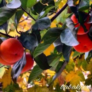 Babak Borzouyeh Instagram - فصل عوض می‌شود..
جای آلو را
خرمالو می‌گیرد
جای دلتنگی را
دلتنگی...

#علیرضا_روشن
#بابک_برزویه #عکاس_سینما_تئاتر
#مدیر آموزشگاه سینمایی #شیدنگار
#مدرس_عکاسی
#آموزش_عکاسی #آموزش_آنلاین #تور_عکاسی
#عکاسی_مستند_اجتماعی
#عکاسی_سینما
#عکاسی_تئاتر
#عکاسی_خبری
#عکاسی_میراث_فرهنگی
#عکاسی_صنعتی
#عکاسی_تبلیغاتی