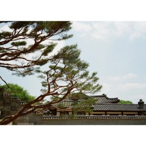 Bae Jung-nam Instagram - rollei35랑 rolleiflex 로 찍은 창덕궁 필름사진😊📸🎞️🎞️🎞️ 단청은 언제나 봐도 이쁘다 😍💚💙❤️ #rollei35 #rolleiflex #filmphotography #노보정노필터 #배작가