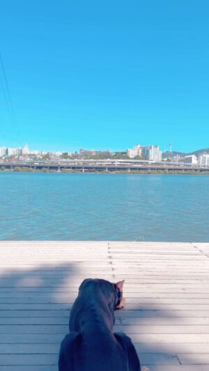 Bae Jung-nam Instagram - 아침한강 산책중 휴식😌이젠 쫌만걸어도 빨리지치지만 이렇게라도 걸어줘서 고맙습니데이 쉬엄쉬엄혀잉 😍👏👏👏☀️🐶🐾🌿🍃🍀