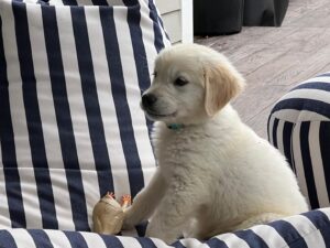 Bailey Chase Instagram - Puppy training begins!! Back to school. Here we go again. Bodhi Chase 🐾