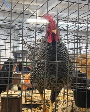 Bakari Sellers Instagram - A time was had @scstatefair today! 🎠🎡🎢

We had plans to be in DC for @howard1867 Homecoming this weekend, but S&S have been under the weather this week… so we decided to stay home. 

The @scstatefair was a nice treat for us all after a long week! @bakarisellers & I enjoyed it just as much as S&S!