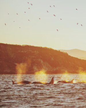 Bára Vávrová Instagram - Water’s boiling around Skjervøy these days… 😌
This has been my best whalewatching so far. Many close encounters and amazing weather. Always wanted to take pictures of them with a soft sunlight - such a rare commodity in the winter arctic. ✨ Still didn’t get the shot I wanted tho which means there is a reason to bother these magnificent creatures once again. 😁

#skjervøy #tromsø #orcas #humpback #whales