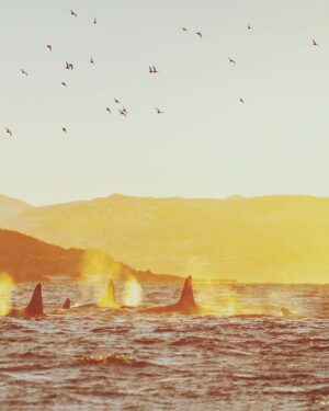 Bára Vávrová Instagram - Water’s boiling around Skjervøy these days… 😌
This has been my best whalewatching so far. Many close encounters and amazing weather. Always wanted to take pictures of them with a soft sunlight - such a rare commodity in the winter arctic. ✨ Still didn’t get the shot I wanted tho which means there is a reason to bother these magnificent creatures once again. 😁

#skjervøy #tromsø #orcas #humpback #whales