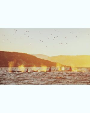 Bára Vávrová Instagram - Water’s boiling around Skjervøy these days… 😌
This has been my best whalewatching so far. Many close encounters and amazing weather. Always wanted to take pictures of them with a soft sunlight - such a rare commodity in the winter arctic. ✨ Still didn’t get the shot I wanted tho which means there is a reason to bother these magnificent creatures once again. 😁

#skjervøy #tromsø #orcas #humpback #whales