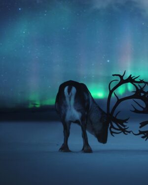 Bára Vávrová Instagram - #reindeer #tromsø #norge #auroraborealis #northernlights #arctic #sapmi #troms