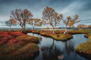 Bára Vávrová Instagram - Right now I wouldn’t mind to disappear in the colourful forest of Grøtådalen, sleep in a tent next to the lake Oasen or listen to the burning wood in the mossy cabin on the shores of Nedre Roasten. Autumn Femundsmarka is something else, always worth coming back to. 

#femundsmarka #fulufjället #gutulia #norge #sverige  #engerdal