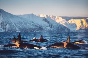 Bára Vávrová Instagram - Pod of orcas feasting in Skjervøy waters 

Nov 2023 

#skjervøy #tromsø #norge #troms #arctic