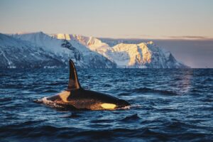 Bára Vávrová Instagram - Pod of orcas feasting in Skjervøy waters 

Nov 2023 

#skjervøy #tromsø #norge #troms #arctic