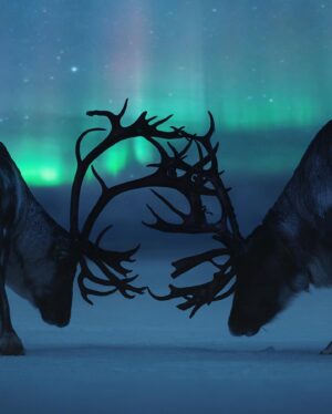 Bára Vávrová Instagram - #reindeer #tromsø #norge #auroraborealis #northernlights #arctic #sapmi #troms