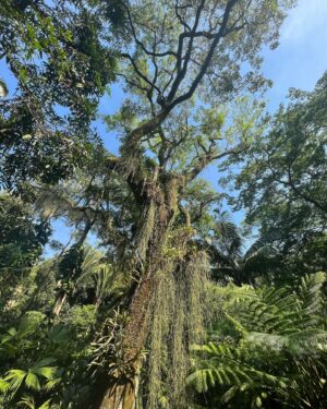 Bárbara Sut Instagram - Brotando & florescendo & procurando o sol & criando raízes 🌱
.
#sitioburlemarx #burlemarx #sitiorobertoburlemarx #robertoburlemarx #nature #natureza #riodejaneiro #barradeguaratiba #unesco #patrimoniodahumanidade #passeio #feliz #energialinda #amigos #carioca #jardim #paisagismo