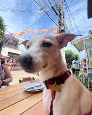 Bárbara Sut Instagram - Porto de Galinhas 🩵🐓
.
#pernambuco #frevo #portodegalinhas #cachorros #cachorrosfofos #gretidao #carnaval #nordestebrasileiro #nordeste #brasil #dogtrip #ipojuca #sutsontheroad