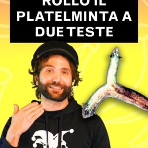 Barbascura X Instagram - @barbascura_x in: 'il pazzerello sabato sera di Rollo il platelminta'

Seguite la nostra redazione @labananadinewton per altre notizie orribili sulla natura

#labananadinewton #natura #biologia