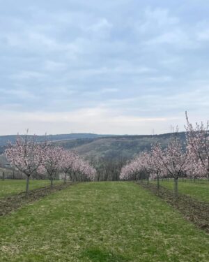 Barbora Seidlová Instagram - Utopit se v té něze… 🤍 
nebo se jí alespoň nadýchat… nechat se jí obejmout… nebo se na ni pořádně vynadívat a obtisknout si ji do paměti … anebo si ji alespoň trochu odnést domů… ale to jen v případě, že se zrovna střihaly větve, leží poházené všude kolem a přesto kvetou… protože je jaro!… Anebo se té vůně napít! A to je úplně reálné! Pamatuji doby kdy se v mandloňovém sadu u Hustopečí procházelo jen pár místních… Dnes je tam parkoviště a po cestě k sadu i u rozhledny narazíte na stánek @mandlarna kde si můžete dát mandlové úplně všechno… proč ne! (A pozor! Když na silnici potkáte auto téhle výrobny mandlových likérů, na zadním skle uvidíte nápis “zastavte nás, dáme vám vzorek”… a telefoní číslo… a opravdu to funguje! Stane se potom, že uprostřed městského provozu, v rychlosti,  na červené stáhne paní okýnko a podává vám vzorek tekutých mandlí… a vy máte radost tak ji v tom okýnku auta dáte pusu na tvář, protože nic jiného nemáte… a z té nevšední maličkosti vám rozkvete den i kdyby jaro nebylo!)