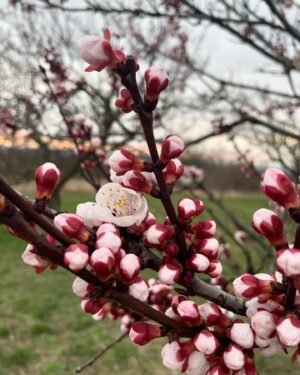 Barbora Seidlová Instagram - Utopit se v té něze… 🤍 
nebo se jí alespoň nadýchat… nechat se jí obejmout… nebo se na ni pořádně vynadívat a obtisknout si ji do paměti … anebo si ji alespoň trochu odnést domů… ale to jen v případě, že se zrovna střihaly větve, leží poházené všude kolem a přesto kvetou… protože je jaro!… Anebo se té vůně napít! A to je úplně reálné! Pamatuji doby kdy se v mandloňovém sadu u Hustopečí procházelo jen pár místních… Dnes je tam parkoviště a po cestě k sadu i u rozhledny narazíte na stánek @mandlarna kde si můžete dát mandlové úplně všechno… proč ne! (A pozor! Když na silnici potkáte auto téhle výrobny mandlových likérů, na zadním skle uvidíte nápis “zastavte nás, dáme vám vzorek”… a telefoní číslo… a opravdu to funguje! Stane se potom, že uprostřed městského provozu, v rychlosti,  na červené stáhne paní okýnko a podává vám vzorek tekutých mandlí… a vy máte radost tak ji v tom okýnku auta dáte pusu na tvář, protože nic jiného nemáte… a z té nevšední maličkosti vám rozkvete den i kdyby jaro nebylo!)