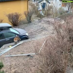 Bård Tufte Johansen Instagram - Savner hunden min som KJEPPJAGDE rever fra tomta så de ALDRI kom tilbake.