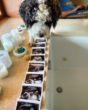 Barret Swatek Instagram - Do treats come with this ultra sound?? Baby Weiss making her debut February 2024💕🥰 We couldn’t be more excited! Thanks to our surrogate, doctors and family/friends for all the support and faith 🙏🏼