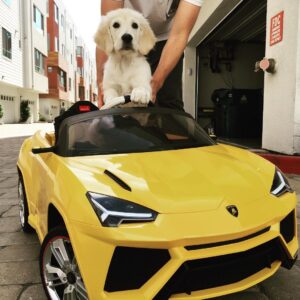 Bart Baker Instagram - Teaching @itsbentleybaker how to drive his new Lambo 😍