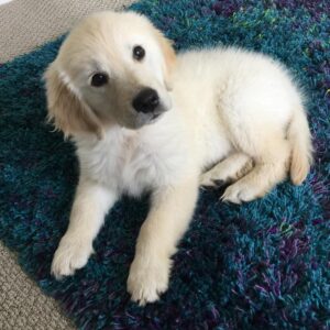 Bart Baker Instagram - HEY PUPPY 🐶 @itsbentleybaker Tag 3 friends if u love puppies!