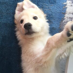 Bart Baker Instagram - Bentley waking up from a nap ❤️ @itsbentleybaker