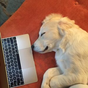 Bart Baker Instagram - He fell asleep watching my videos 😂😍😆 w/ @itsbentleybaker ❤️ #puppy