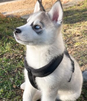 Bastien Muñez Instagram - Leïko 🤍 
.
#dog #puppy #husky #pomsky #love