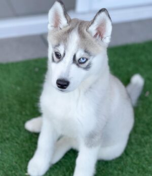 Bastien Muñez Instagram - Leïko 🤍 
.
#dog #puppy #husky #pomsky #love